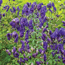 Load image into Gallery viewer, Aconitum &#39;Sparks Variety&#39;
