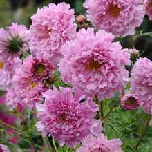 Load image into Gallery viewer, Cosmos
