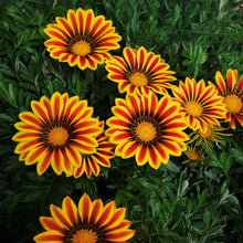 Load image into Gallery viewer, Gazania
