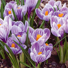 Load image into Gallery viewer, Crocus &#39;Pickwick&#39;
