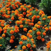 Load image into Gallery viewer, Marigold (French) &#39;Bonanza Deep Orange&#39;
