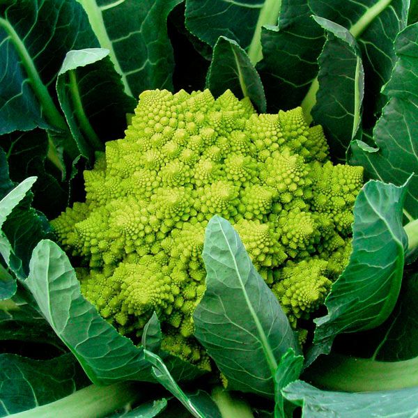 Cauliflower 'Romanesco Veronica'- 6 Pack