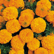 Load image into Gallery viewer, Marigold (African) &#39;Inca Deep Orange&#39;
