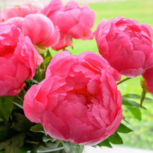 Load image into Gallery viewer, Peony &#39;Cytherea&#39;&#39;
