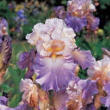 Load image into Gallery viewer, German Iris &#39;Mother Earth&#39;
