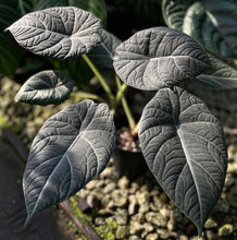 Load image into Gallery viewer, Alocasia maharani
