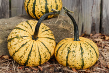 Load image into Gallery viewer, Pumpkins &#39;Barn Dance&#39; Set of 5
