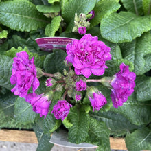 Load image into Gallery viewer, Primula &#39;Deep Lilac&#39;
