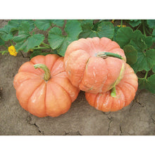 Load image into Gallery viewer, Pumpkin &#39;Indian Doll&#39;
