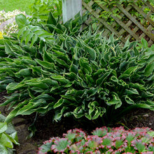 Load image into Gallery viewer, Hosta &#39;Praying Hands&#39;
