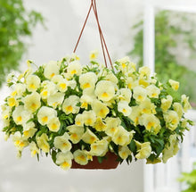 Load image into Gallery viewer, Pansy Hanging Basket
