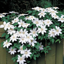 Load image into Gallery viewer, Clematis &#39;Henryi&#39;
