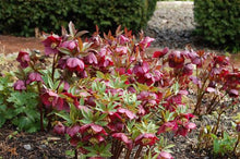 Load image into Gallery viewer, Helleborus &#39;Ruby Wine&#39;
