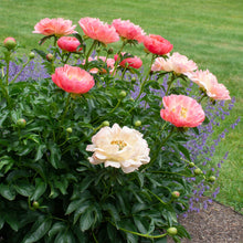 Load image into Gallery viewer, Peony &#39;Coral Charm&#39;
