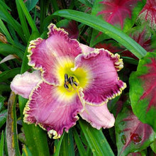 Load image into Gallery viewer, Daylily &#39;Raspberry Eclipse&#39;
