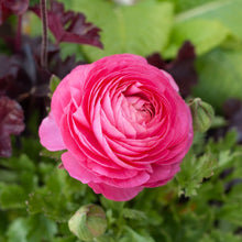 Load image into Gallery viewer, Ranunculus
