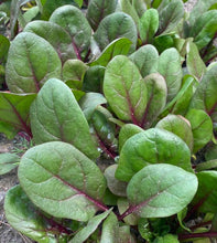 Load image into Gallery viewer, Spinach &#39;Red Tabby&#39; - 6 pack
