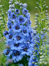 Load image into Gallery viewer, Delphinium &#39;Blue Lace&#39;
