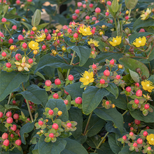 Load image into Gallery viewer, Hypericum 'Burgundy'
