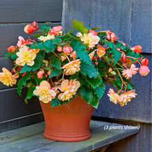 Load image into Gallery viewer, Begonia 'Fragrant Falls Peach'
