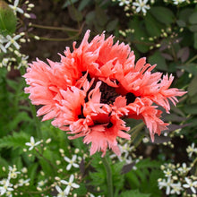Load image into Gallery viewer, Poppy (Papaver) &#39;Forncett Summer&#39;
