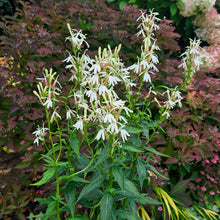 Load image into Gallery viewer, Lobelia &#39;White Cardinal&#39;
