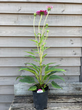 Load image into Gallery viewer, Echinacea &#39;Rubinstern&#39;

