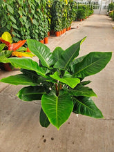 Load image into Gallery viewer, Philodendron &#39;Imperial Green&#39;
