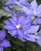 Load image into Gallery viewer, Clematis &#39;H. F. Young&#39;
