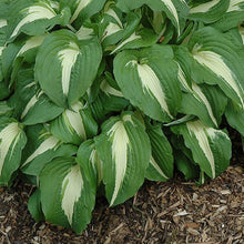 Load image into Gallery viewer, Hosta &#39;Night Before Christmas&#39;
