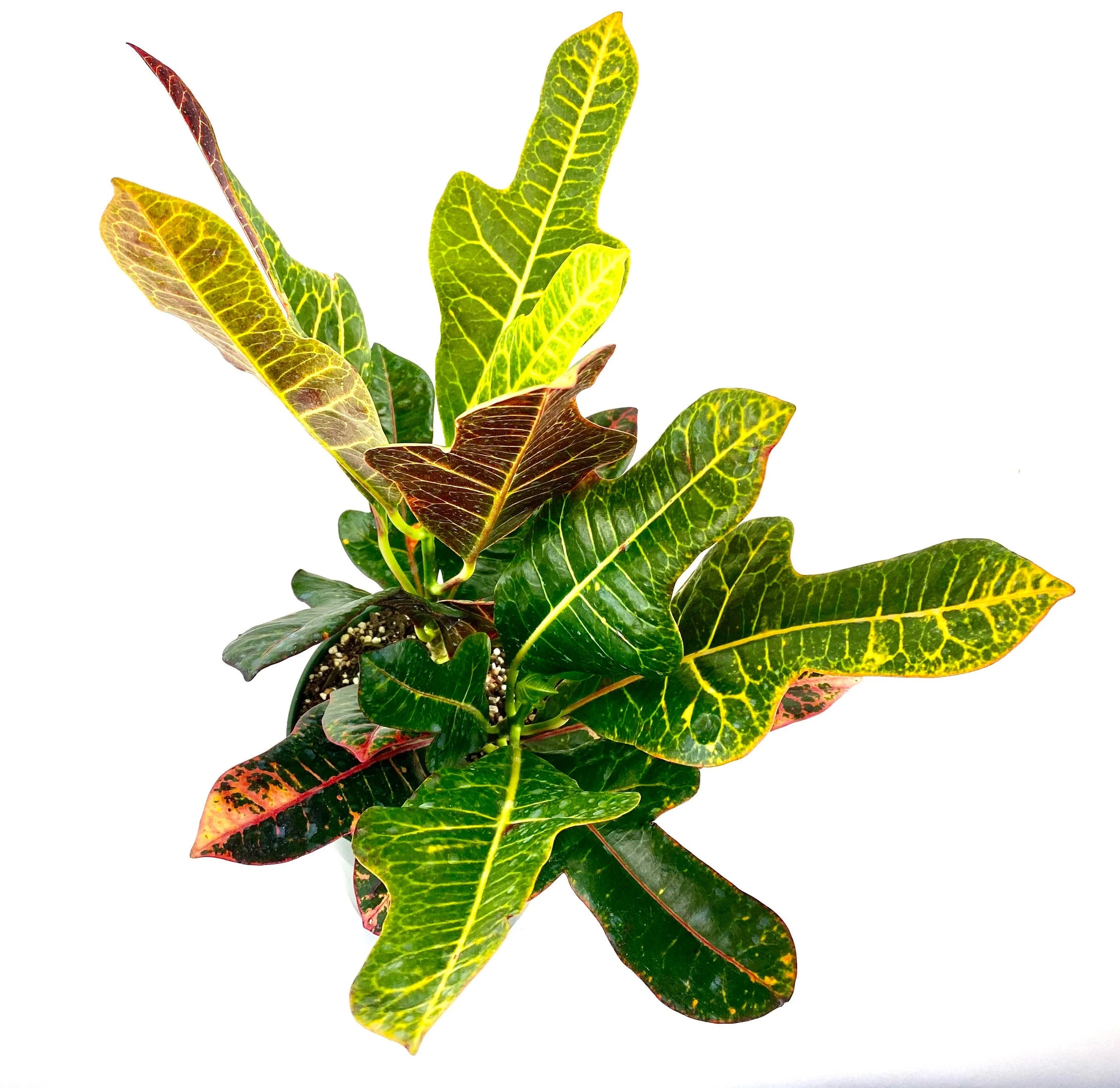 Croton 'Magnificent'