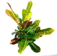 Load image into Gallery viewer, Croton &#39;Magnificent&#39;
