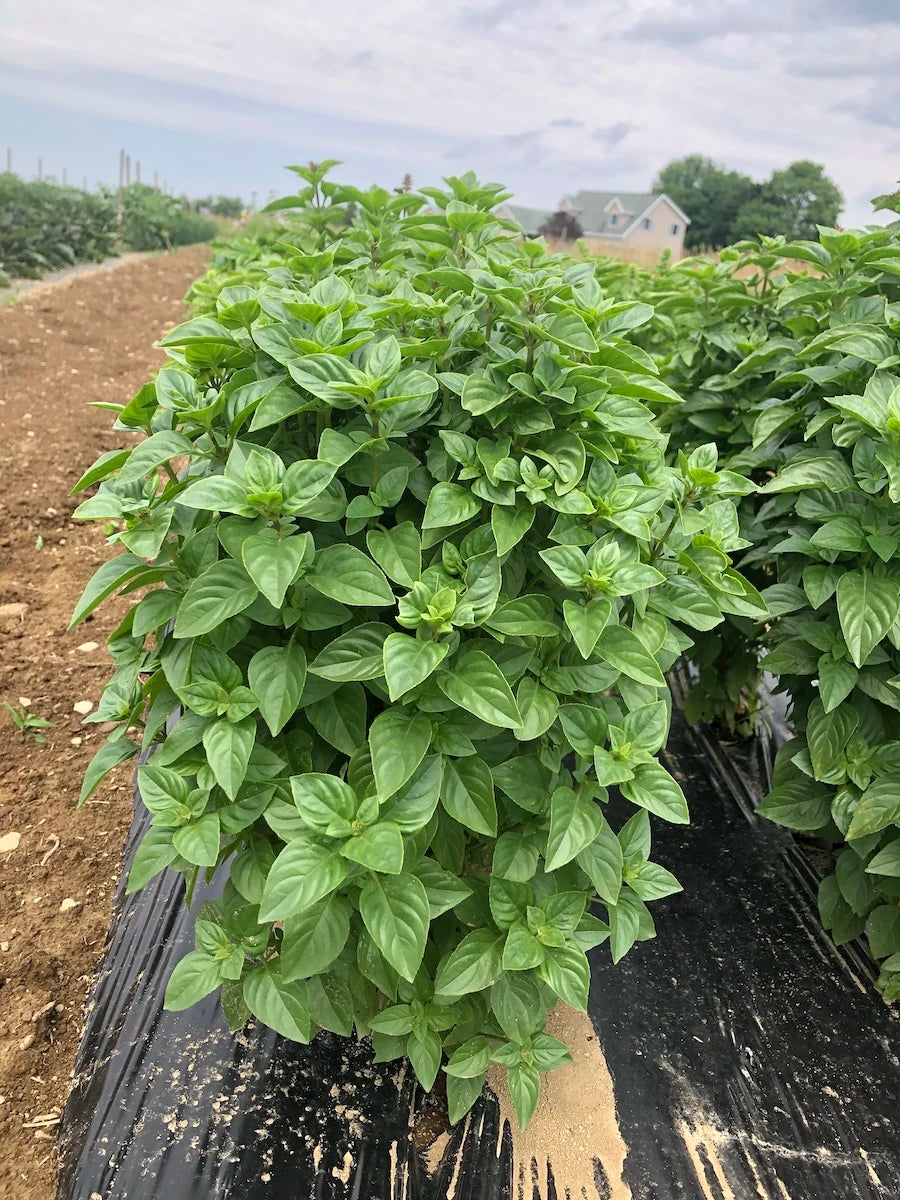 Basil 'Everleaf Lemon' 6
