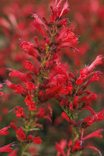 Load image into Gallery viewer, Agastache &#39;Kudos Red&#39;
