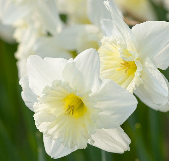 Daffodil 'Ice Follies'