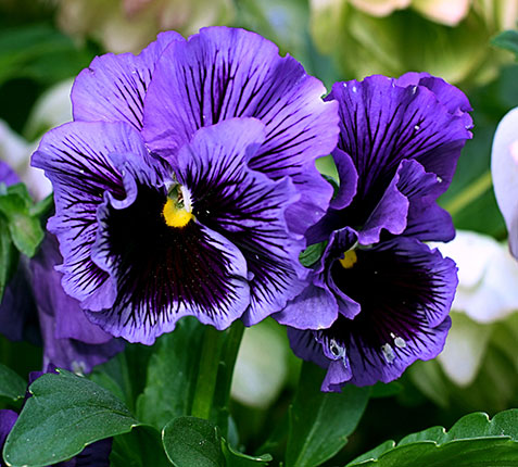 Pansy