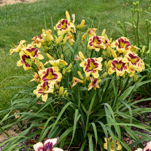 Load image into Gallery viewer, Daylily &#39;Star of the North&#39;
