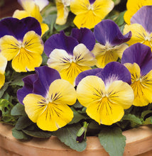 Load image into Gallery viewer, Fall Pansy

