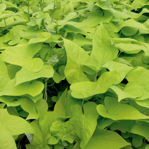 Sweet Potato Vine