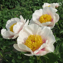 Load image into Gallery viewer, Peony 'Folk Art'
