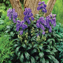 Load image into Gallery viewer, Aconitum &#39;Sparks Variety&#39;
