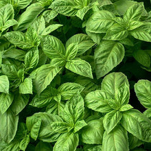 Load image into Gallery viewer, Basil &#39;Nufar&#39;
