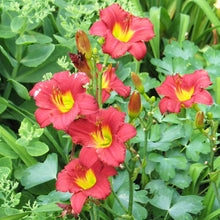Load image into Gallery viewer, Daylily &#39;Ruby Stella&#39;
