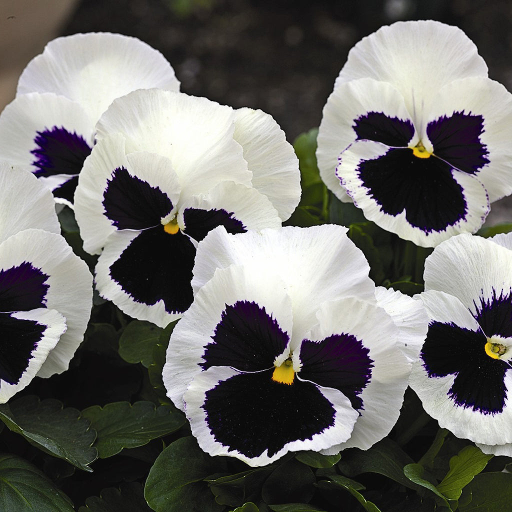 Fall Pansy