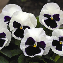 Load image into Gallery viewer, Fall Pansy
