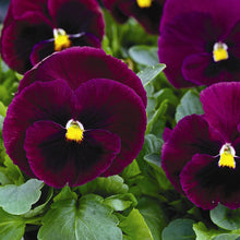 Load image into Gallery viewer, Fall Pansy

