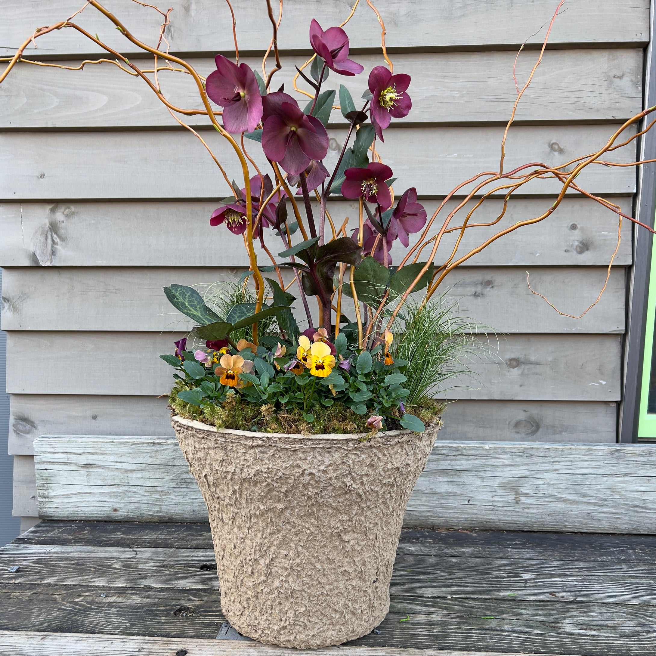'Holy Hellebore' Drop-in Planter