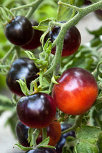 Load image into Gallery viewer, Tomato &#39;Indigo Rose&#39;
