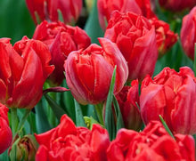 Load image into Gallery viewer, Tulip &#39;Abba&#39;
