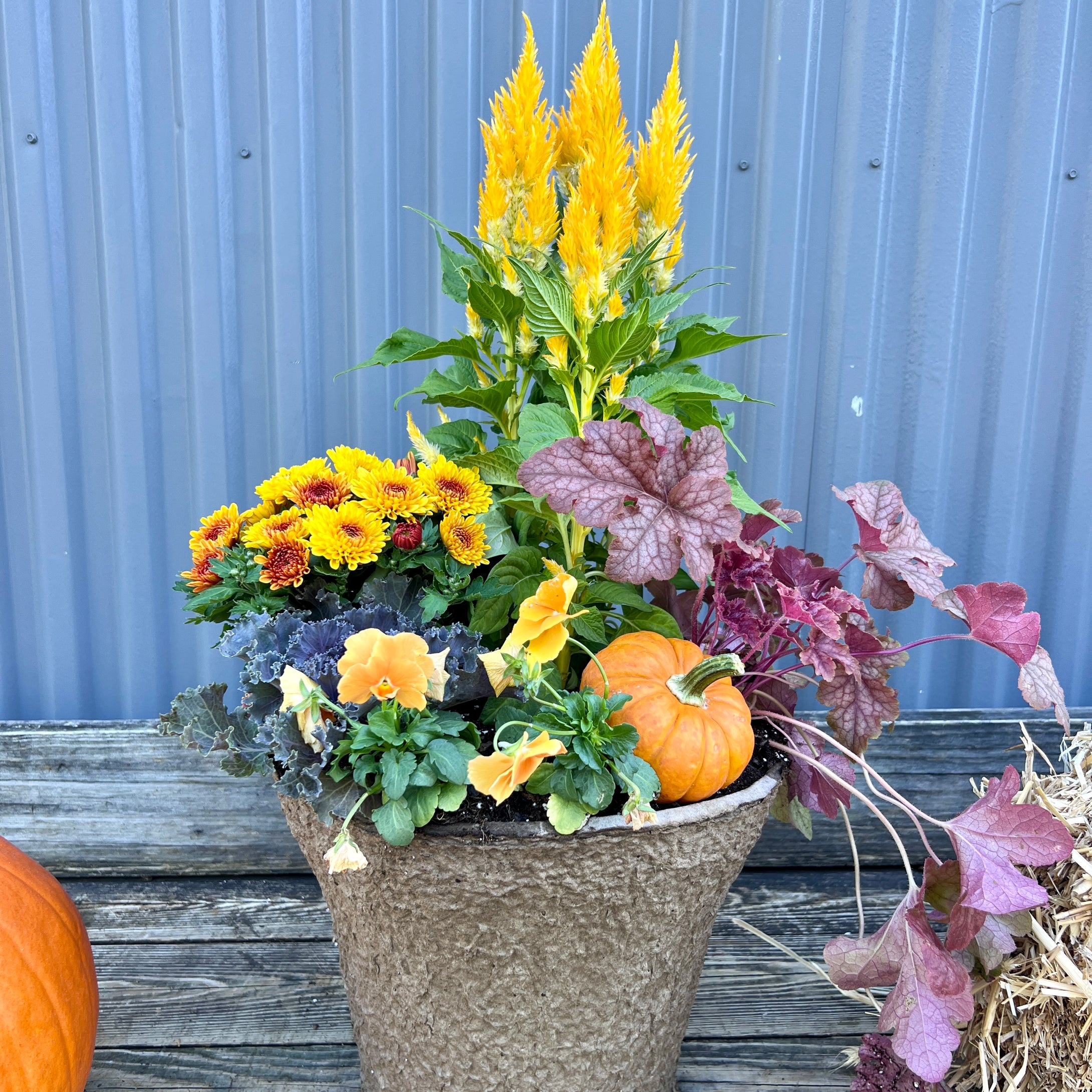'Pumpkin Pie' Drop-in Planter
